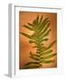 Fern Leaves-Robert Cattan-Framed Photographic Print