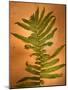 Fern Leaves-Robert Cattan-Mounted Photographic Print