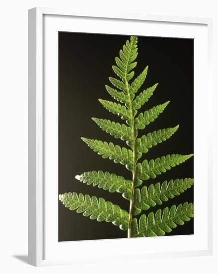 Fern Leaves-Bob Krist-Framed Photographic Print