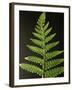 Fern Leaves-Bob Krist-Framed Photographic Print