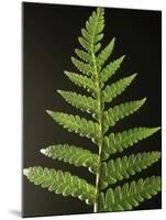 Fern Leaves-Bob Krist-Mounted Photographic Print