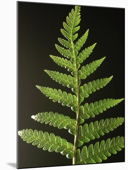 Fern Leaves-Bob Krist-Mounted Photographic Print