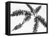 Fern Leaves-Panoramic Images-Framed Stretched Canvas