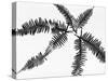 Fern Leaves-Panoramic Images-Stretched Canvas