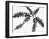 Fern Leaves-Panoramic Images-Framed Photographic Print