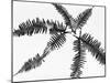 Fern Leaves-Panoramic Images-Mounted Photographic Print
