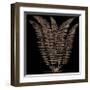 Fern (on black)-Botanical Series-Framed Giclee Print