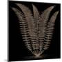 Fern (on black)-Botanical Series-Mounted Art Print