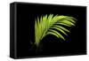 Fern on Black-Larry Malvin-Framed Stretched Canvas