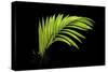 Fern on Black-Larry Malvin-Stretched Canvas