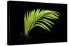 Fern on Black-Larry Malvin-Stretched Canvas