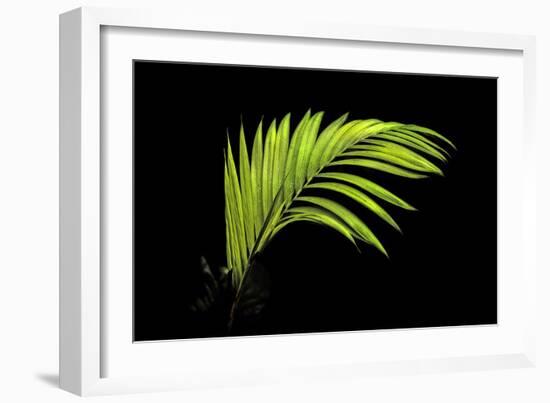 Fern on Black-Larry Malvin-Framed Photographic Print