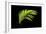 Fern on Black-Larry Malvin-Framed Photographic Print