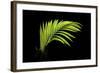 Fern on Black-Larry Malvin-Framed Photographic Print