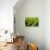 Fern Patterns-Larry Malvin-Photographic Print displayed on a wall