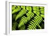 Fern Patterns-Larry Malvin-Framed Photographic Print