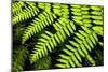 Fern Patterns-Larry Malvin-Mounted Photographic Print