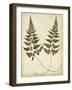 Fern Portfolio I-Francis G. Heath-Framed Art Print