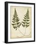 Fern Portfolio I-Francis G. Heath-Framed Art Print