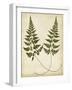 Fern Portfolio I-Francis G. Heath-Framed Art Print