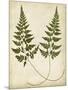 Fern Portfolio I-Francis G. Heath-Mounted Art Print