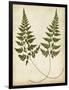 Fern Portfolio I-Francis G. Heath-Framed Art Print