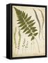 Fern Portfolio II-Francis G. Heath-Framed Stretched Canvas