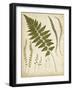 Fern Portfolio II-Francis G. Heath-Framed Art Print