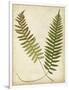 Fern Portfolio III-Francis G. Heath-Framed Art Print