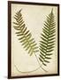 Fern Portfolio III-Francis G. Heath-Framed Art Print