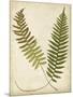 Fern Portfolio III-Francis G. Heath-Mounted Art Print