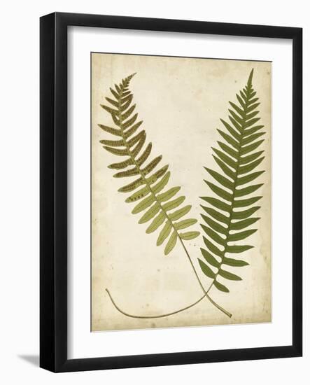 Fern Portfolio III-Francis G. Heath-Framed Art Print