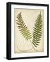 Fern Portfolio III-Francis G. Heath-Framed Art Print