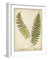 Fern Portfolio III-Francis G. Heath-Framed Art Print