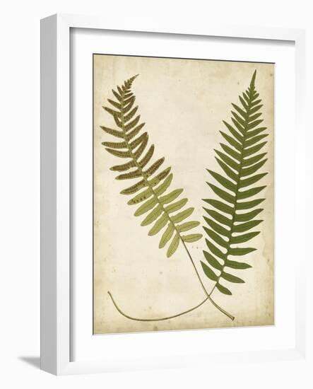 Fern Portfolio III-Francis G. Heath-Framed Art Print