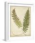 Fern Portfolio III-Francis G. Heath-Framed Art Print