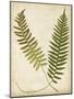 Fern Portfolio III-Francis G. Heath-Mounted Art Print