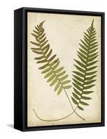 Fern Portfolio III-Francis G. Heath-Framed Stretched Canvas