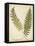 Fern Portfolio III-Francis G. Heath-Framed Stretched Canvas