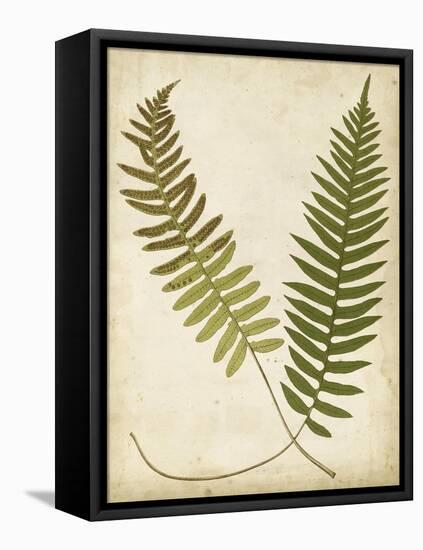 Fern Portfolio III-Francis G. Heath-Framed Stretched Canvas