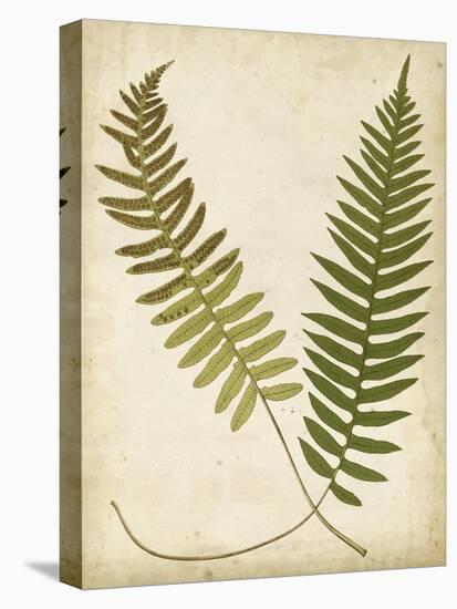 Fern Portfolio III-Francis G. Heath-Stretched Canvas