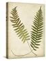 Fern Portfolio III-Francis G. Heath-Stretched Canvas