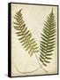 Fern Portfolio III-Francis G. Heath-Framed Stretched Canvas