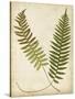 Fern Portfolio III-Francis G. Heath-Stretched Canvas