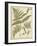 Fern Portfolio IV-Francis G. Heath-Framed Art Print