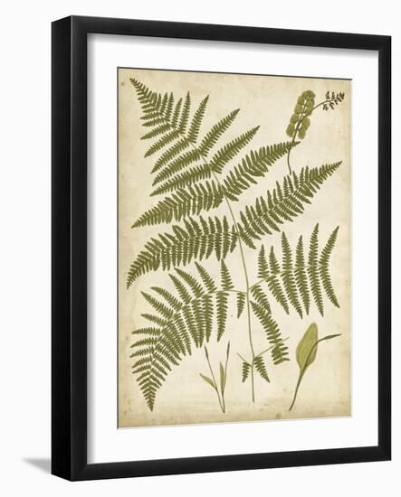 Fern Portfolio IV-Francis G. Heath-Framed Art Print