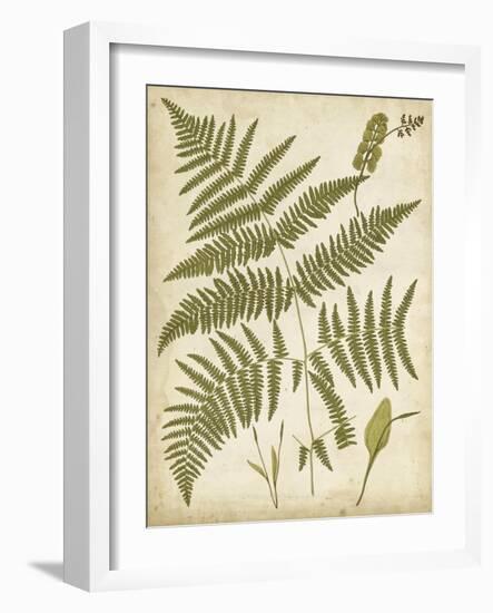 Fern Portfolio IV-Francis G. Heath-Framed Art Print