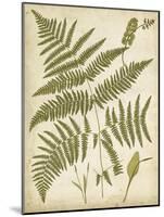 Fern Portfolio IV-Francis G. Heath-Mounted Art Print