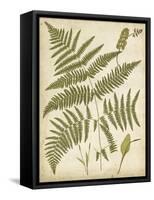 Fern Portfolio IV-Francis G. Heath-Framed Stretched Canvas