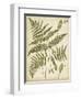 Fern Portfolio IV-Francis G. Heath-Framed Art Print